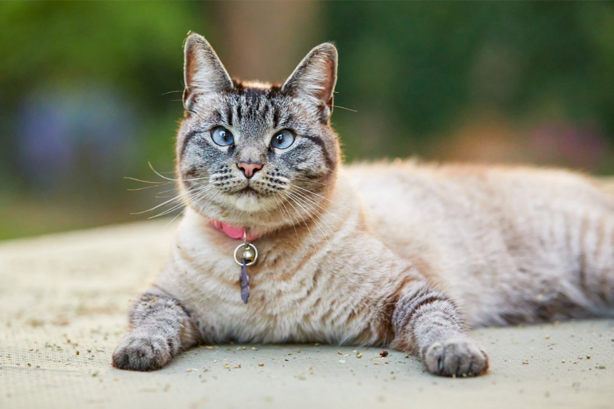 Meet the Cat That Doesn’t Purr Like a Housecat, Doesn’t Blend In, and Doesn’t Let You Forget It’s Watching