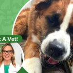 Dental health, doggy style: What are common signs my dog has dental disease?