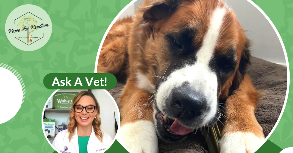 Dental health, doggy style: What are common signs my dog has dental disease?
