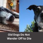 Busting the Myth – Dogs Do Not Wander Off to Die