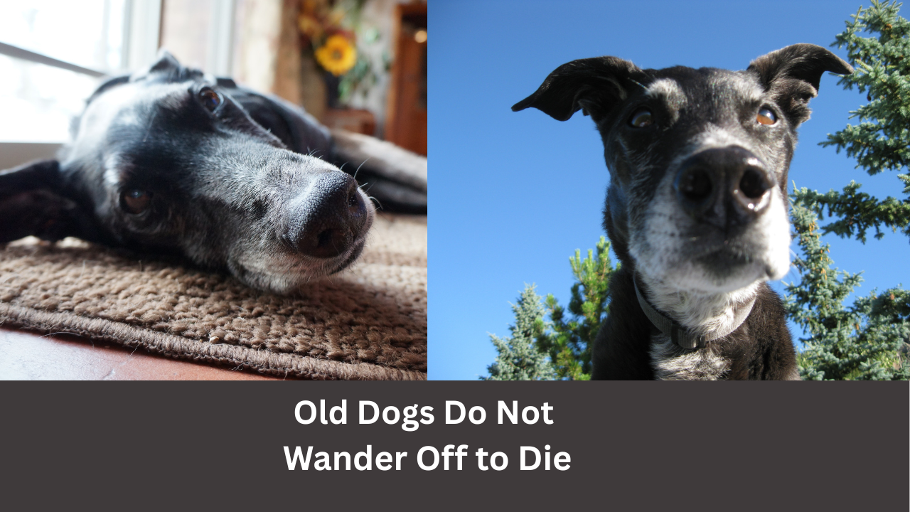 Busting the Myth – Dogs Do Not Wander Off to Die