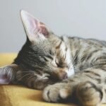 Cat Sleeping More Than Usual – Should You Be Worried?