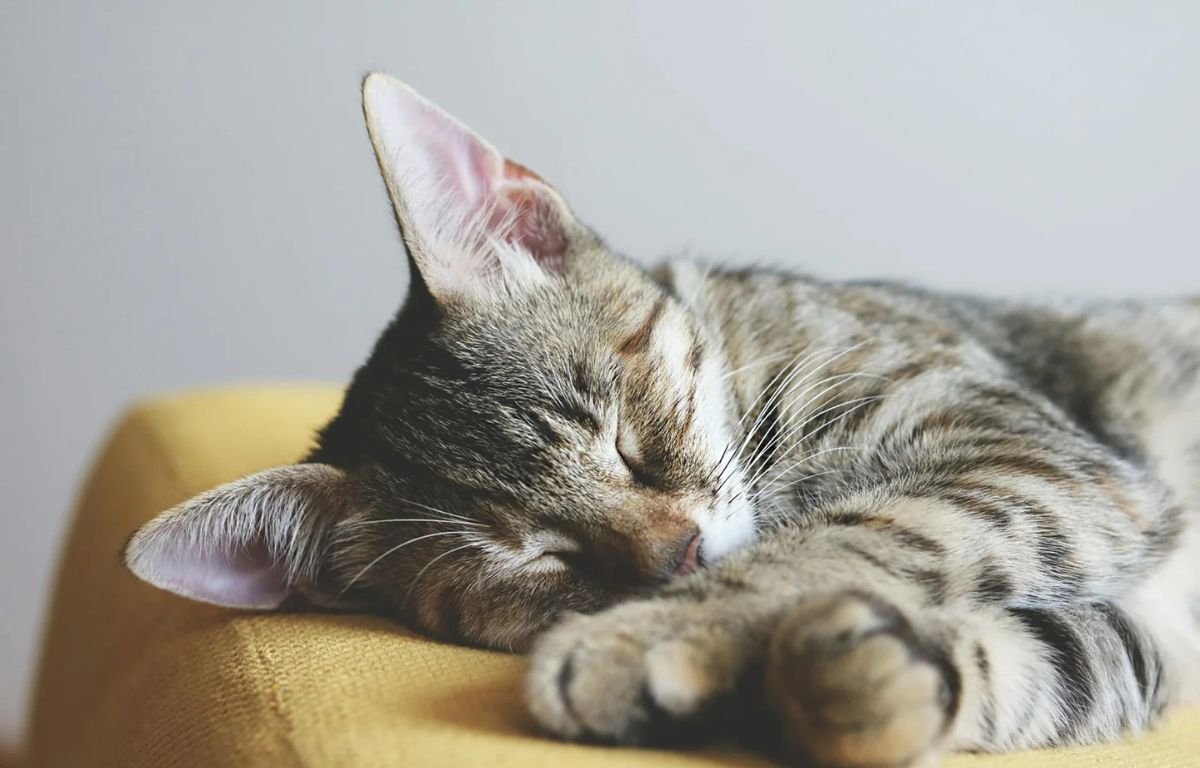 Cat Sleeping More Than Usual – Should You Be Worried?
