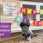 Dog on Prednisone? Gentle Skin Care for GME & MUE
– 4-Legger