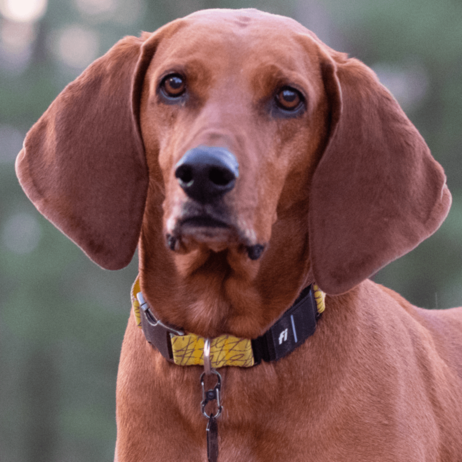 Fi vs Tractive: Which GPS Dog Tracker Is Better in 2026?
