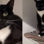 Mama Cat Spends Her Foster Stay Caring for Her Kittens & Then Comes Back Alone