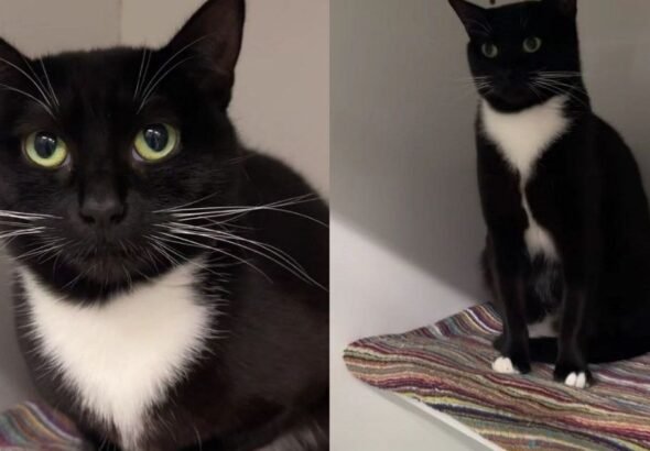 Mama Cat Spends Her Foster Stay Caring for Her Kittens & Then Comes Back Alone