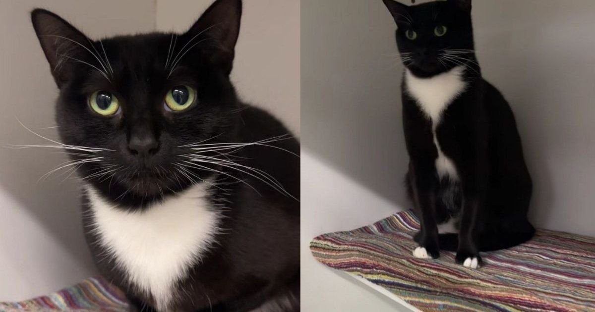 Mama Cat Spends Her Foster Stay Caring for Her Kittens & Then Comes Back Alone
