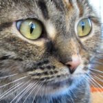 Preventing and Treating Fleas in Cats – The Good, The Bad and The Ugly
