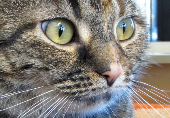 Preventing and Treating Fleas in Cats – The Good, The Bad and The Ugly