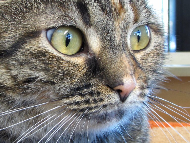 Preventing and Treating Fleas in Cats – The Good, The Bad and The Ugly