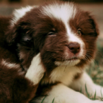 Tips to Manage Your Dog’s Itchy Skin