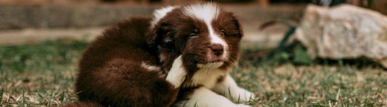Tips to Manage Your Dog’s Itchy Skin