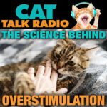 Why Cats Become Overstimulated (And Why They Sometimes Bite)