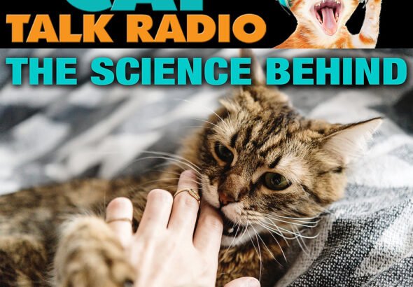 Why Cats Become Overstimulated (And Why They Sometimes Bite)