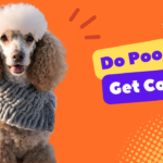 Do Poodles Get Cold? | PoodleHQ