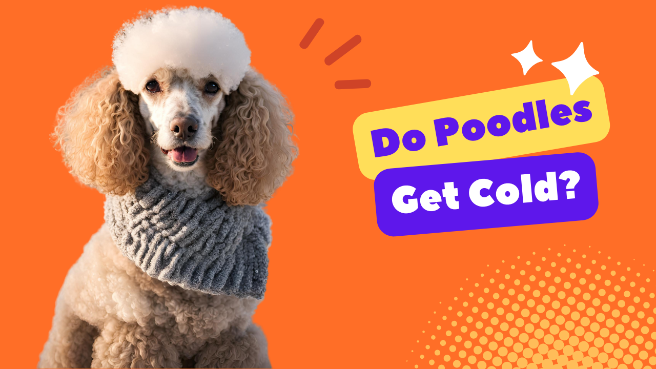 Do Poodles Get Cold? | PoodleHQ