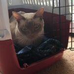 What Is Cooperative Care Training for Cats, and What Can You Teach Your Cat?