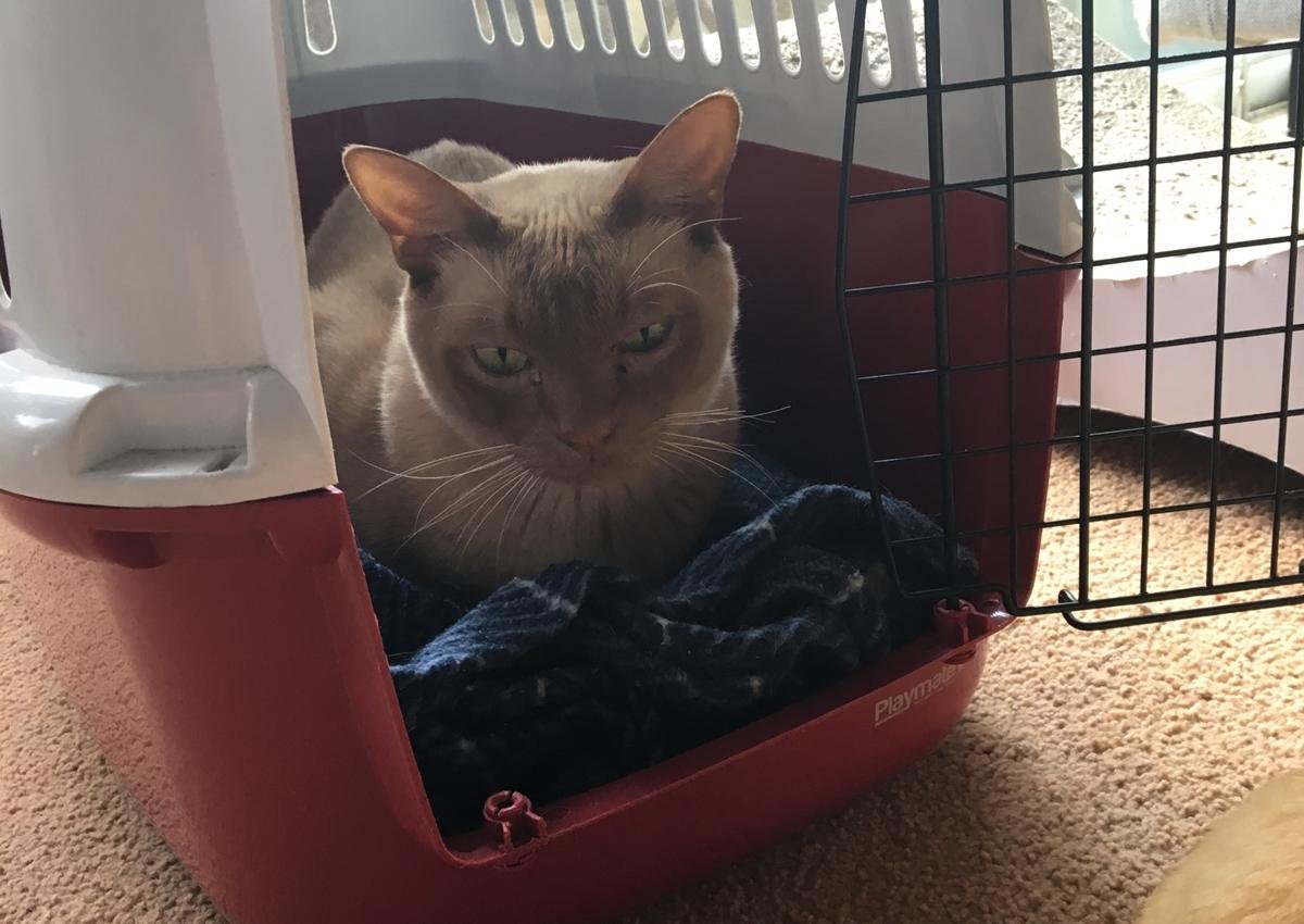 What Is Cooperative Care Training for Cats, and What Can You Teach Your Cat?
