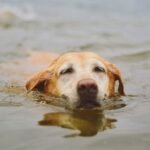 16 Summer Enrichment Ideas for Dogs to Beat the Heat