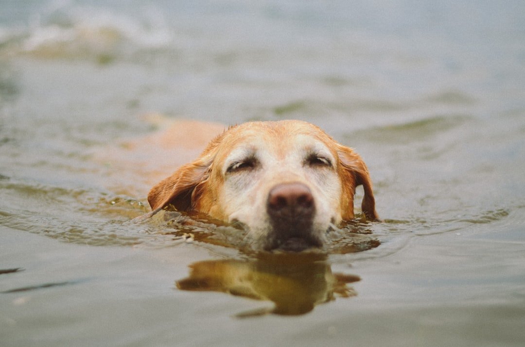 16 Summer Enrichment Ideas for Dogs to Beat the Heat