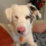 August 2026 DDR Rocker Puppy-Dog Rescue Sponsorship Recaps – Deaf Dogs Rock