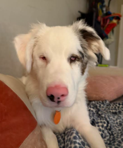 August 2026 DDR Rocker Puppy-Dog Rescue Sponsorship Recaps – Deaf Dogs Rock