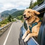 Best Dog Travel Products for Road Trips: 15 Essentials