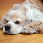 Hidden Signs of a Dog in Pain That Are Easy to Miss