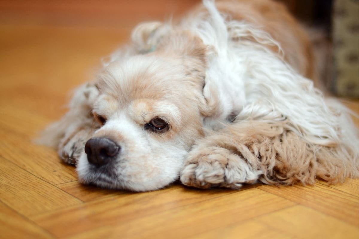 Hidden Signs of a Dog in Pain That Are Easy to Miss