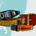 Trainer Picks & Buying Guide