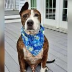 One-Eared Rescue Dog Van Gogh Painted His Way Into Thousands of Hearts