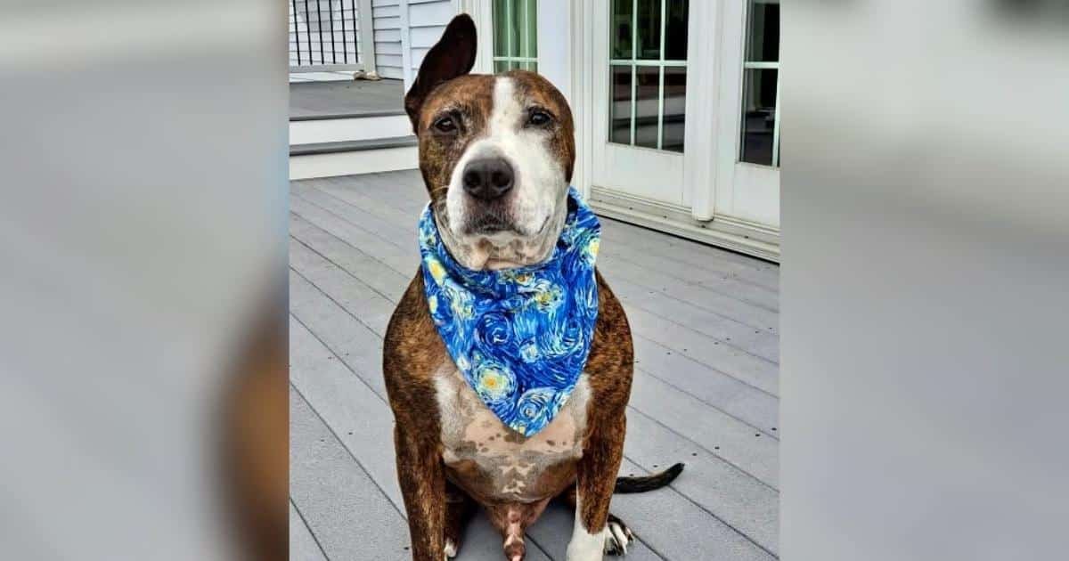 One-Eared Rescue Dog Van Gogh Painted His Way Into Thousands of Hearts