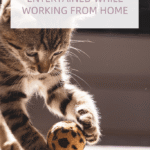 How to Keep Your Cat Entertained While Working from Home How to Keep Your Cat Entertained While Working from Home