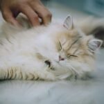 How to Tell If a Cat Is in Pain — 12 Signs Most Owners Miss How to Tell If a Cat Is in Pain — 12 Signs Most Owners Miss