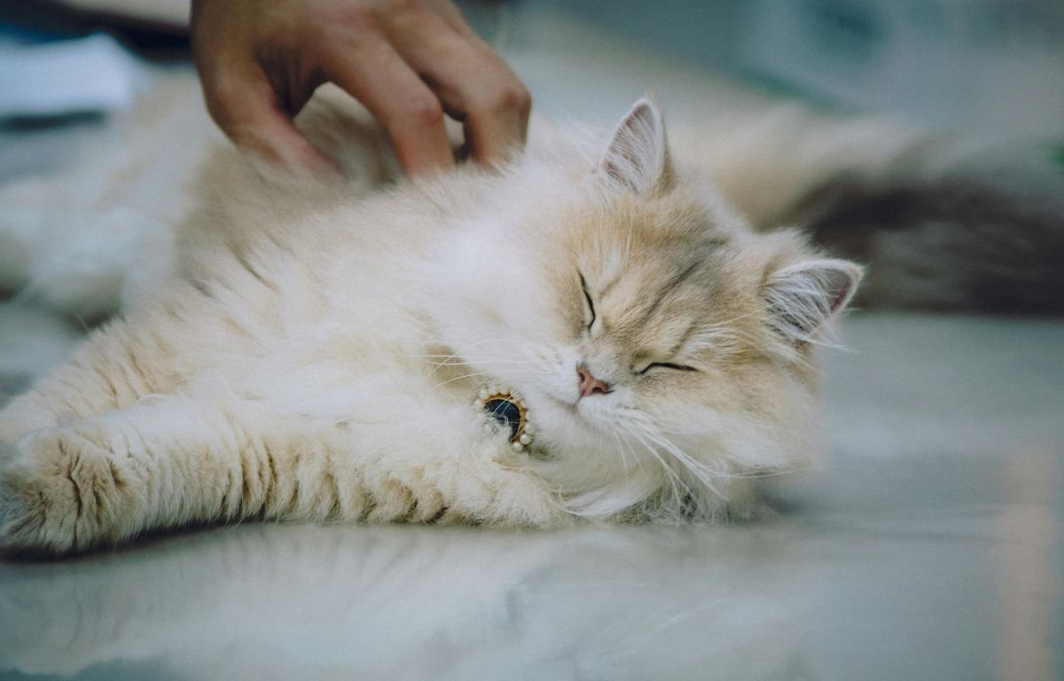 How to Tell If a Cat Is in Pain — 12 Signs Most Owners Miss