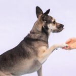 Dog training 101 — How to set realistic goals and where to get started : Life Kit : NPR Dog training 101 — How to set realistic goals and where to get started : Life Kit : NPR
