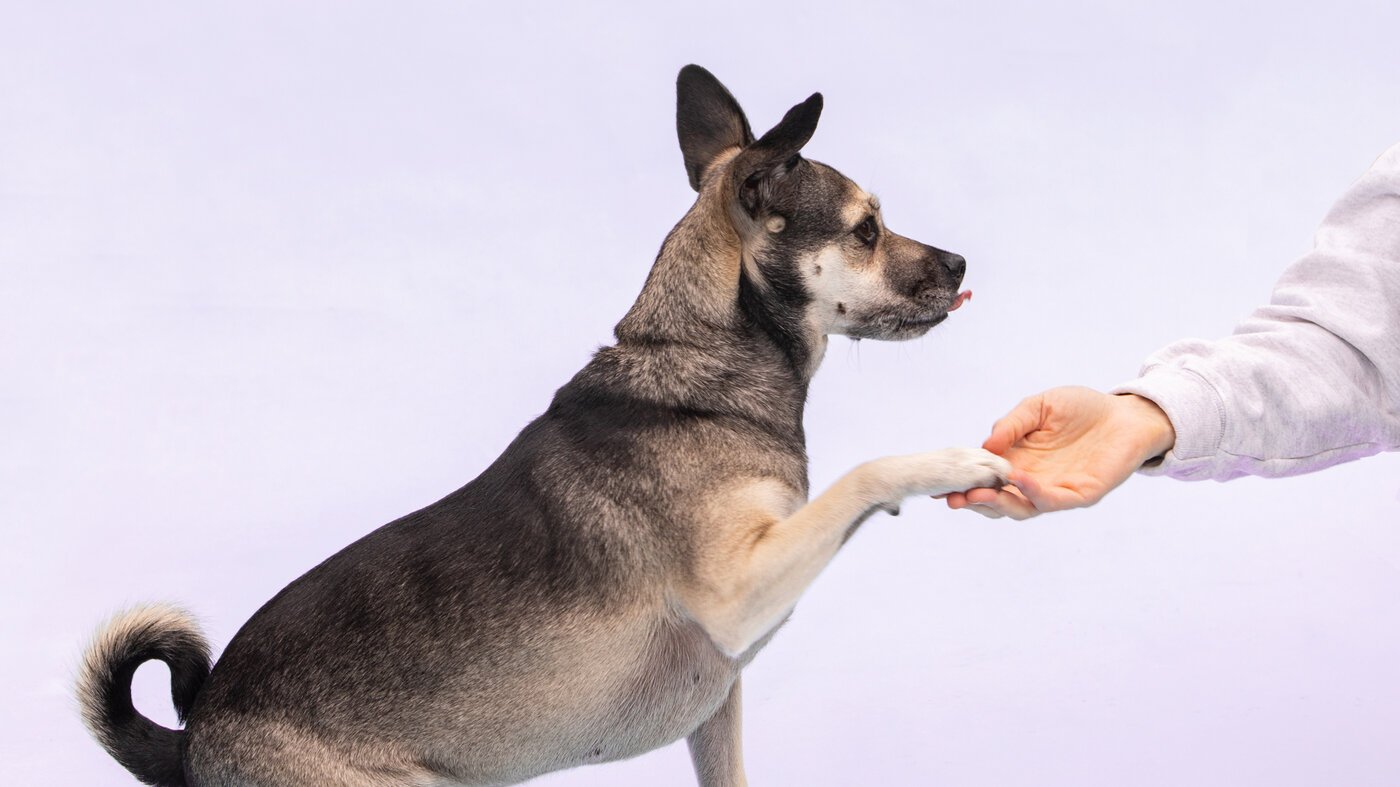 Dog training 101 — How to set realistic goals and where to get started : Life Kit : NPR