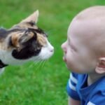 Cat Years to Human Years Conversion: Age Chart and Calculator Cat Years to Human Years Conversion: Age Chart and Calculator