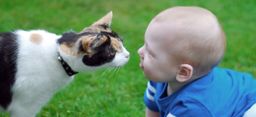 Cat Years to Human Years Conversion: Age Chart and Calculator