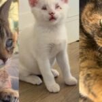 Best Special Needs Cat Stories — Love Meow Best Special Needs Cat Stories — Love Meow