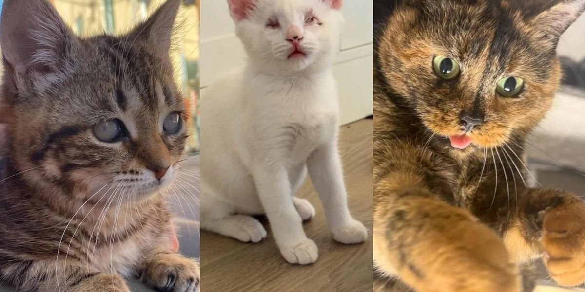 Best Special Needs Cat Stories — Love Meow