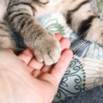 Do Cats Get Dementia? Signs of Cognitive Decline in Cats Do Cats Get Dementia? Signs of Cognitive Decline in Cats