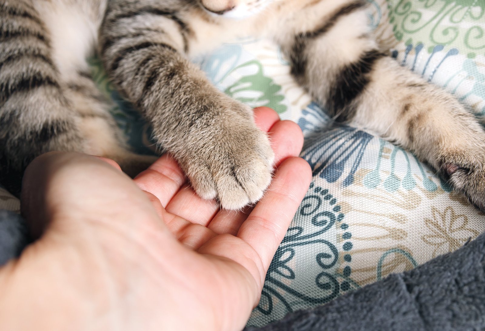 Do Cats Get Dementia? Signs of Cognitive Decline in Cats Do Cats Get Dementia? Signs of Cognitive Decline in Cats