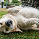 You Thought They’d Mellow With Age? 20 Dog Breeds That Never Lose Their Playfulness You Thought They’d Mellow With Age? 20 Dog Breeds That Never Lose Their Playfulness
