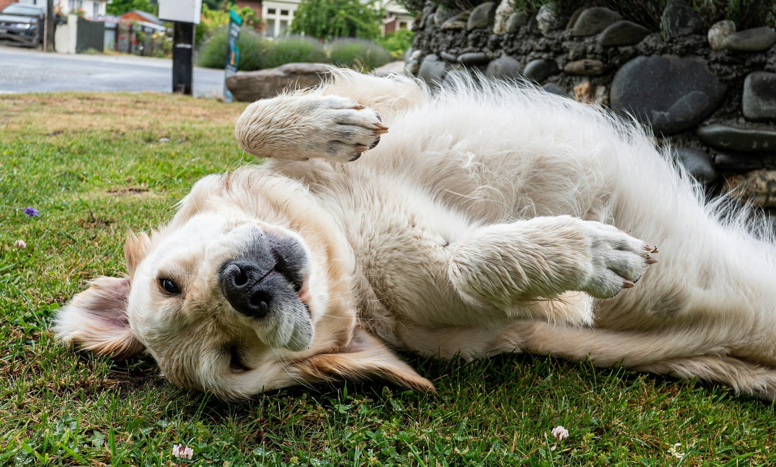 You Thought They’d Mellow With Age? 20 Dog Breeds That Never Lose Their Playfulness You Thought They’d Mellow With Age? 20 Dog Breeds That Never Lose Their Playfulness
