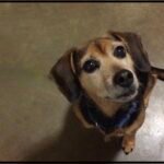 Ad Hoc Counterconditioning: Helping Your Dog Through Unexpected Sounds Ad Hoc Counterconditioning: Helping Your Dog Through Unexpected Sounds