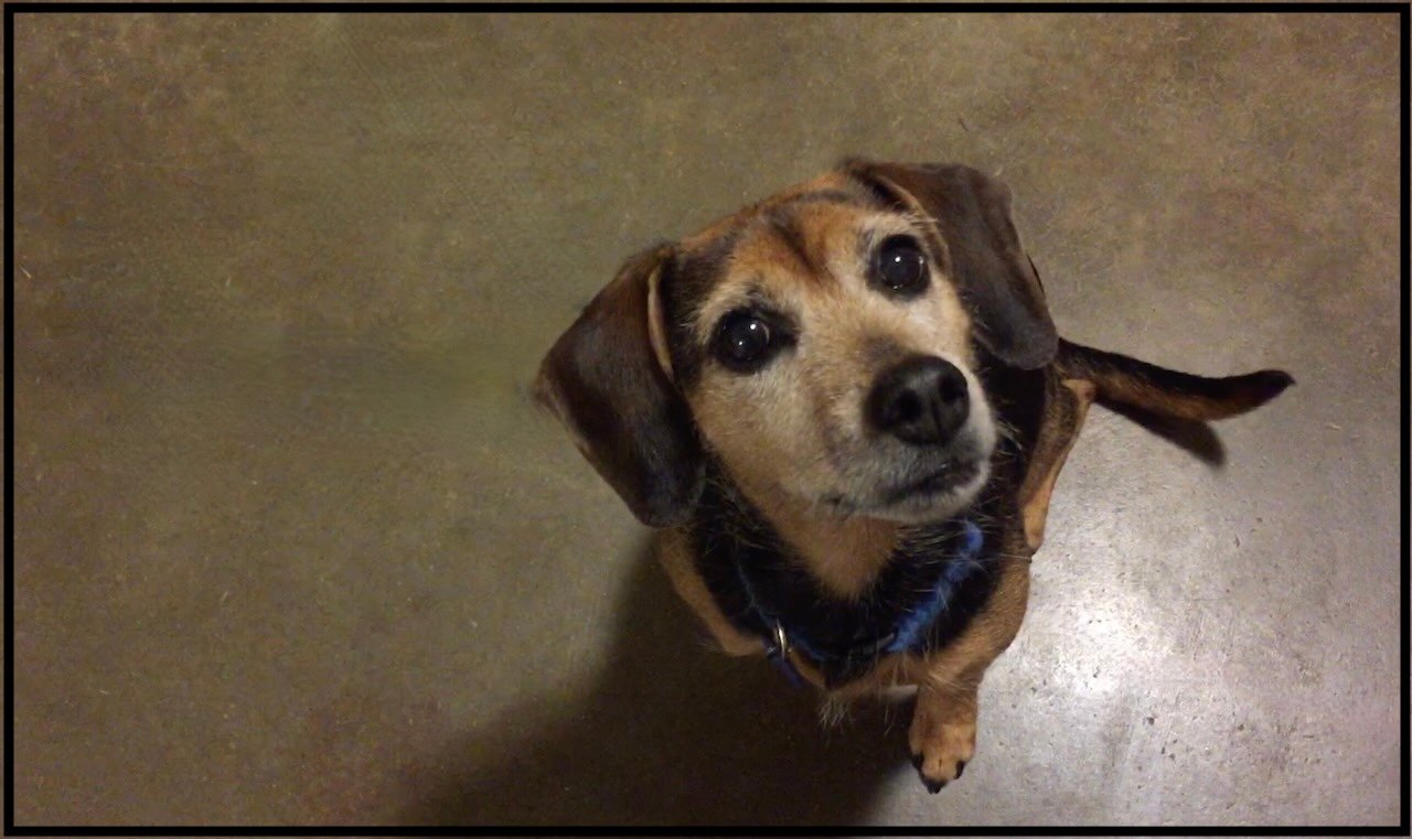 Ad Hoc Counterconditioning: Helping Your Dog Through Unexpected Sounds