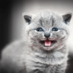 Your Cat’s Nighttime Meowing Might Be Trying to Tell You Something Your Cat’s Nighttime Meowing Might Be Trying to Tell You Something