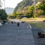Fukashima Island, Japan: a hidden gem in Oita Prefecture Fukashima Island, Japan: a hidden gem in Oita Prefecture